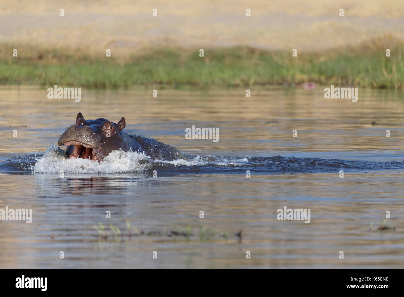 Young hippo, (Hippopotamus amphibius)playing in Kwai River, Botswana Stock Photo