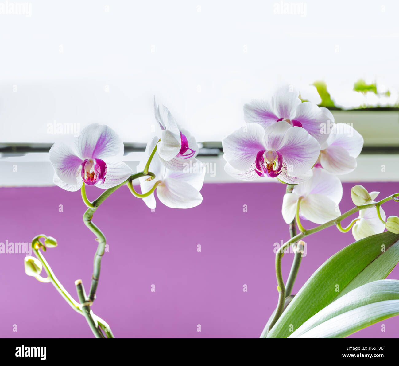 Beautiful orchid flower with copy space Stock Photo - Alamy