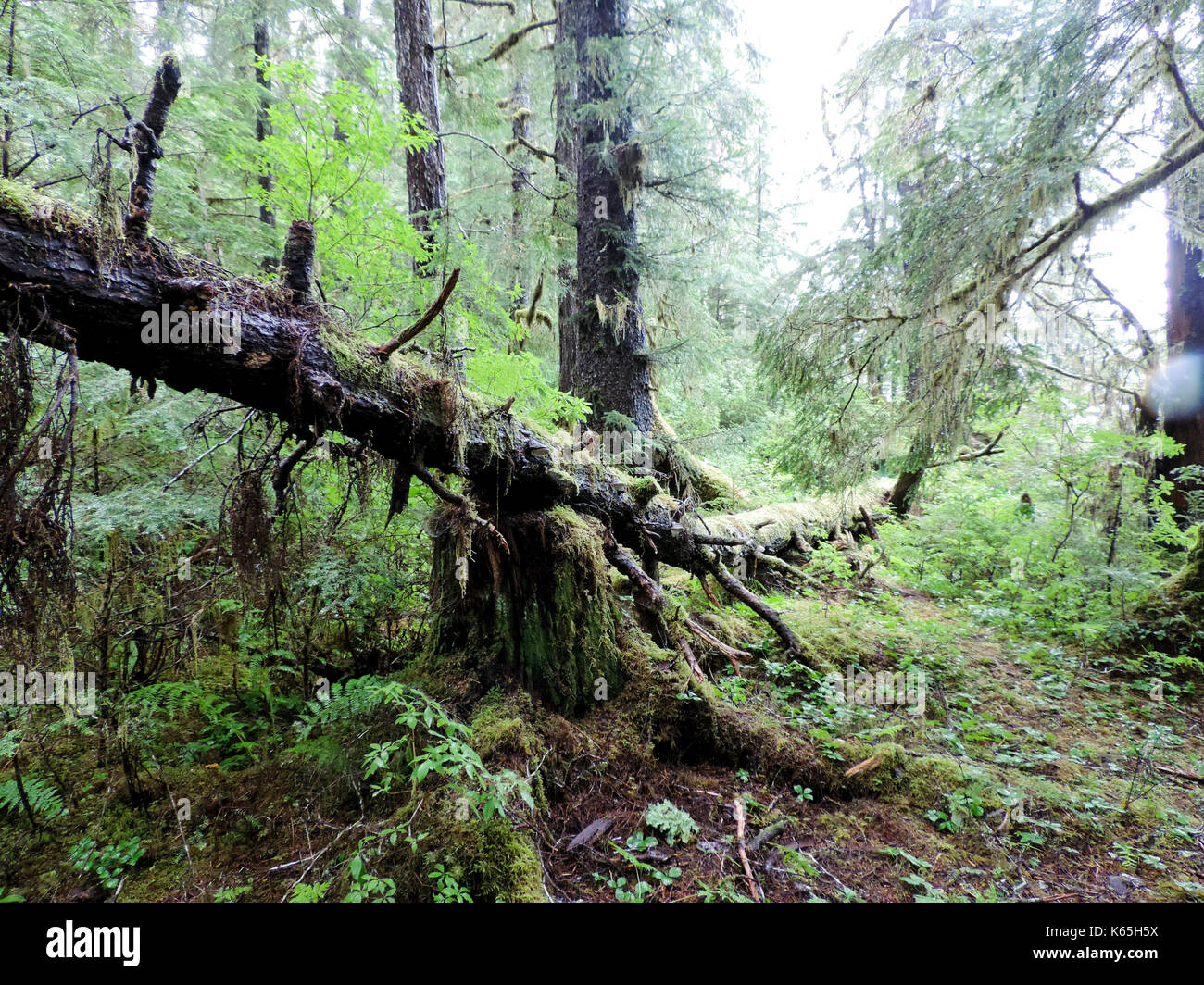 GREEN GROWTH IN RAIN FOREST, ALASKA Stock Photo