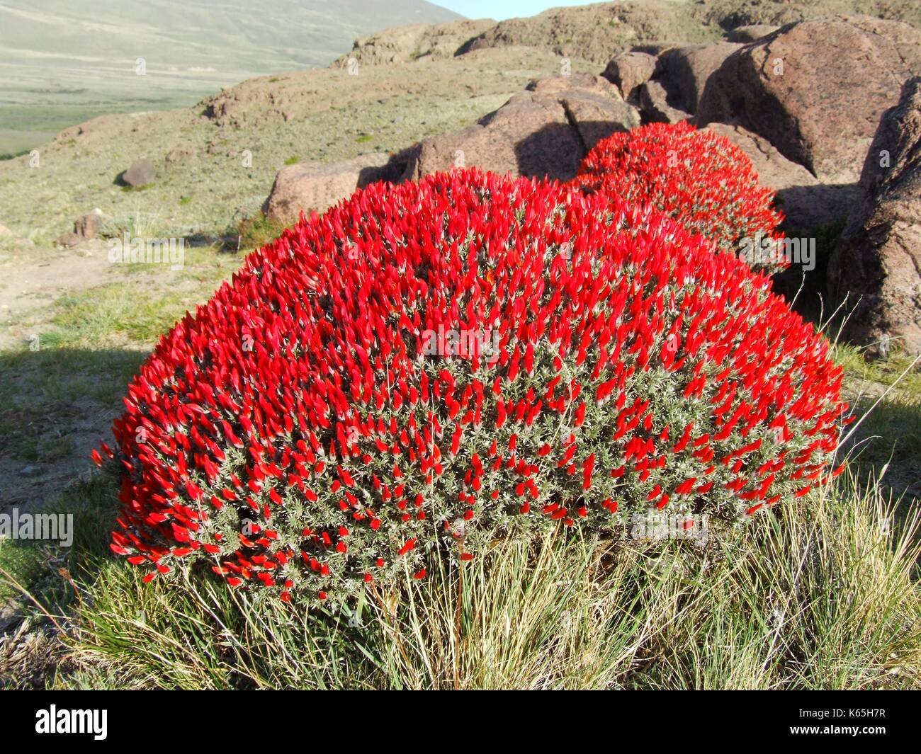 Anarthrophyllum desideratum, a bush with fiery red flowers, blossoming in Patagonia´s steppe near El Chalten, Argentina Stock Photo