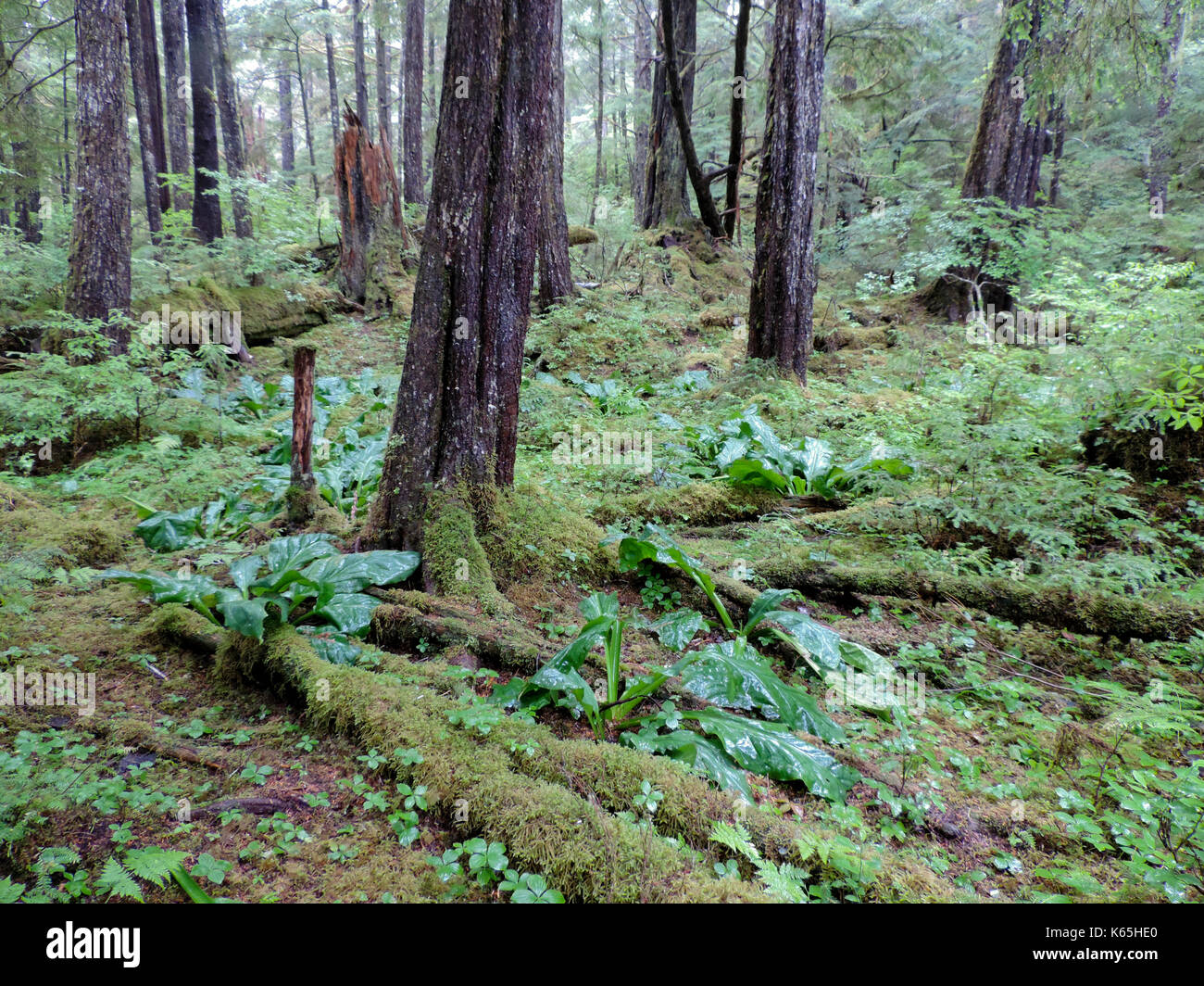 GREEN GROWTH IN RAIN FOREST, ALASKA Stock Photo