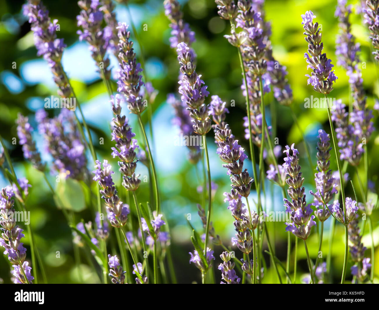 Sparkling water drops on Lavender during morning sun. Stock Photo