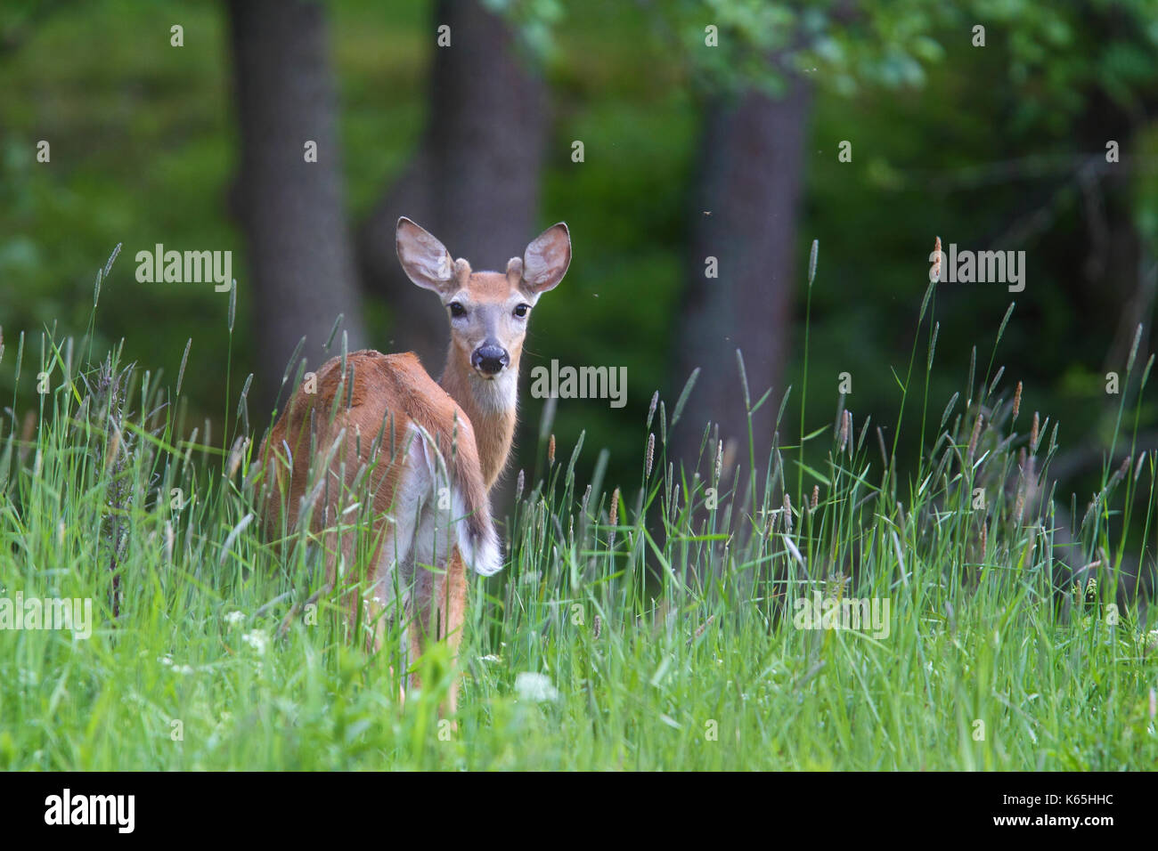 White-tailed deer - rutting season Stock Photo