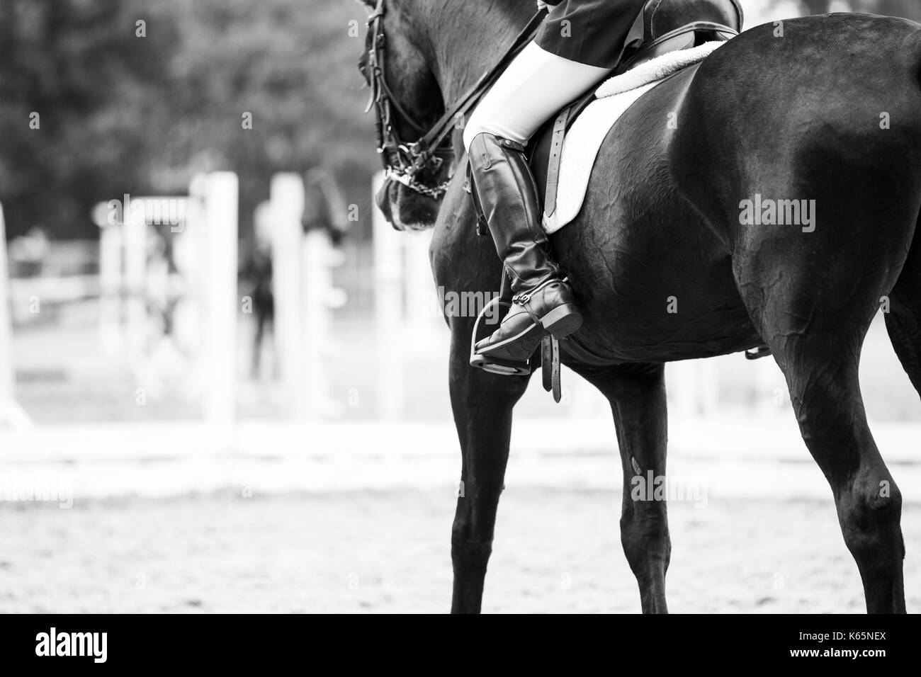 Close up image of horse with rider at dressage equestrian sports competitions. Details of equestrian equipment Stock Photo