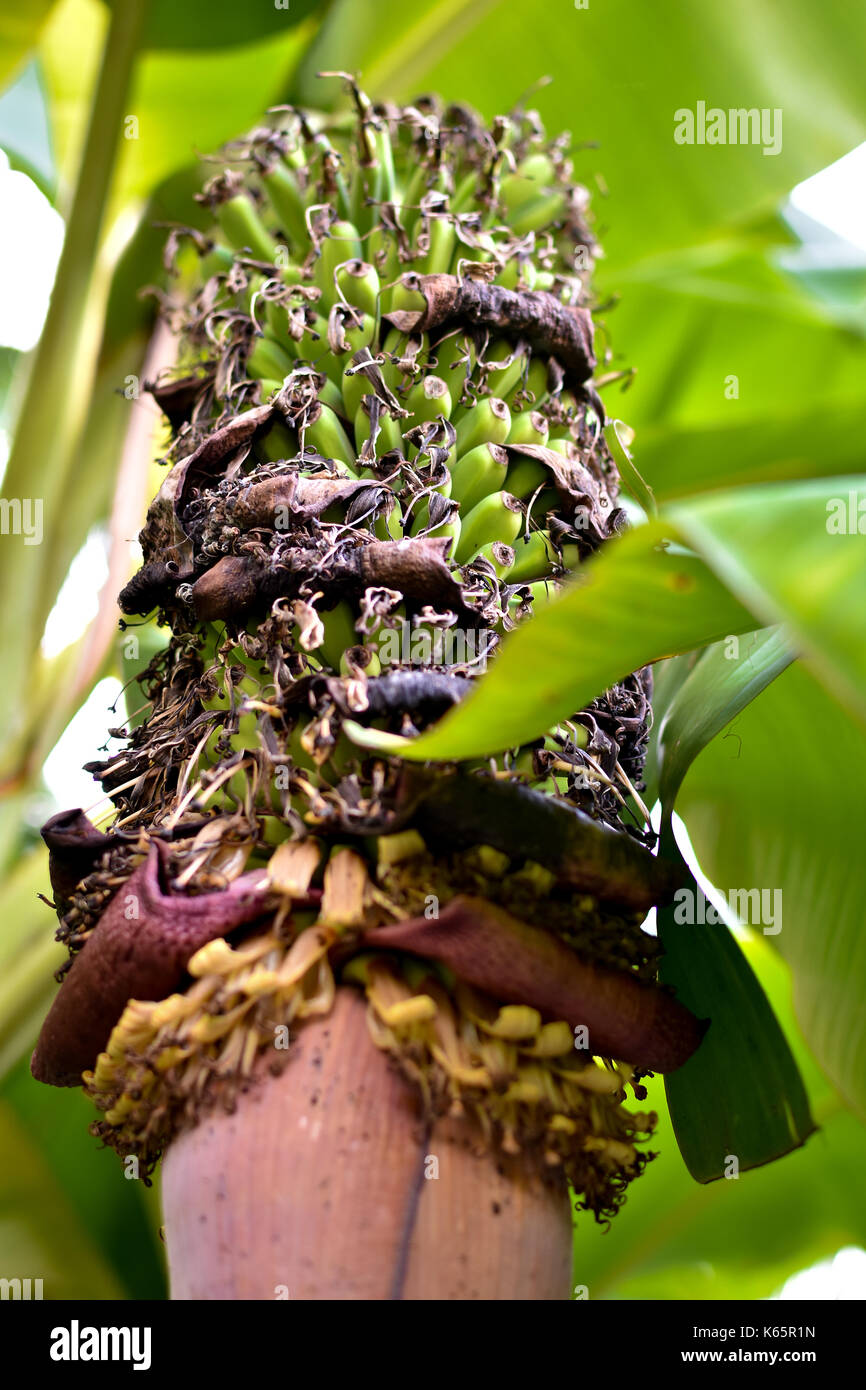 Clump of bananas hires stock photography and images Alamy