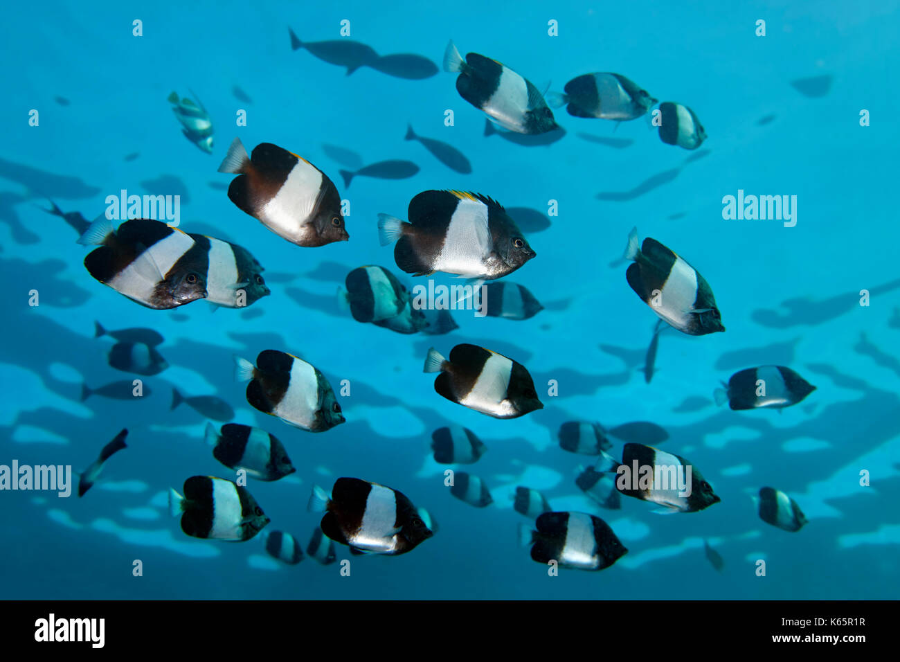 Swarm Brown-and-white butterflyfish (Hemitaurichthys zoster), Indian Ocean, Maldives Stock Photo