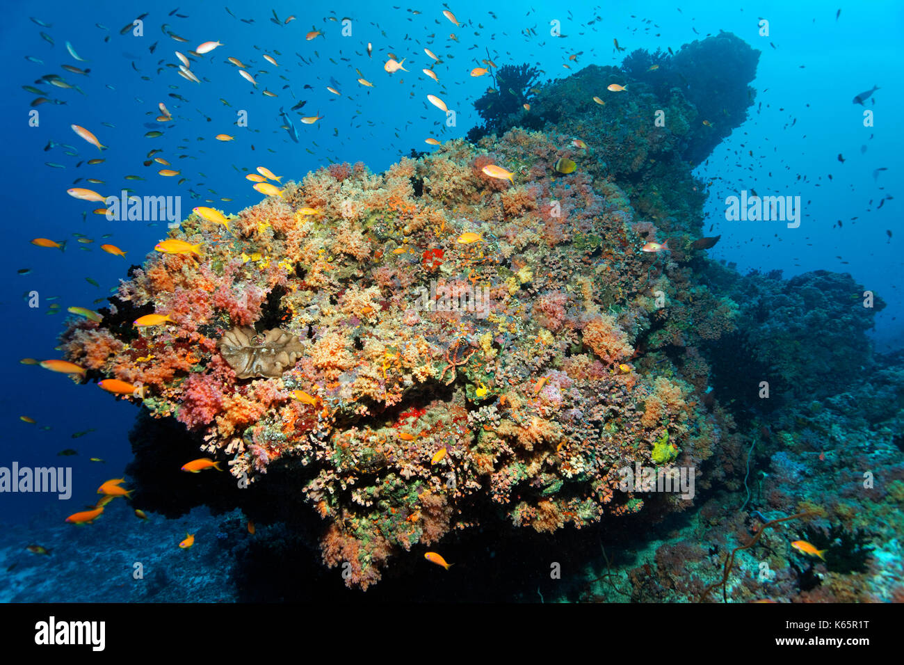 Coral reef, coral block, various red soft corals (Dendronephthya sp.) and swarm of flagfish (Pseudanthias sp.), Indian Ocean Stock Photo