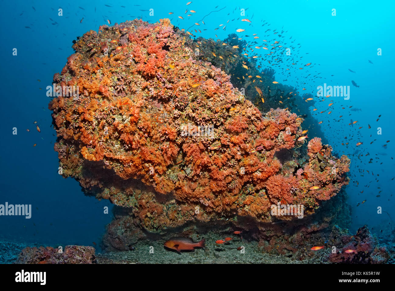 Coral reef, coral block, densely overgrown, various red soft corals (Dendronephthya sp.) and swarm of flagfish (Pseudanthias Stock Photo