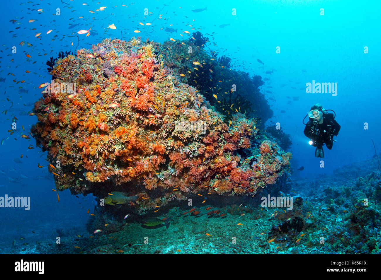 Diver, coral reef, coral block, various red soft corals (Dendronephthya sp.) and swarm of plume perch (Pseudanthias sp.) Stock Photo
