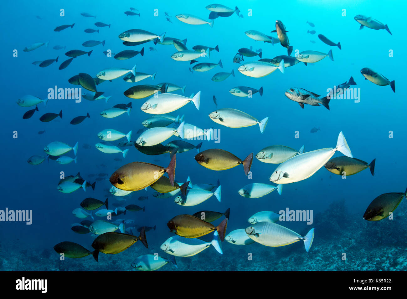 Swarm of blue-blade doctor fish (Naso hexacanthus), Indian Ocean, Maldives Stock Photo
