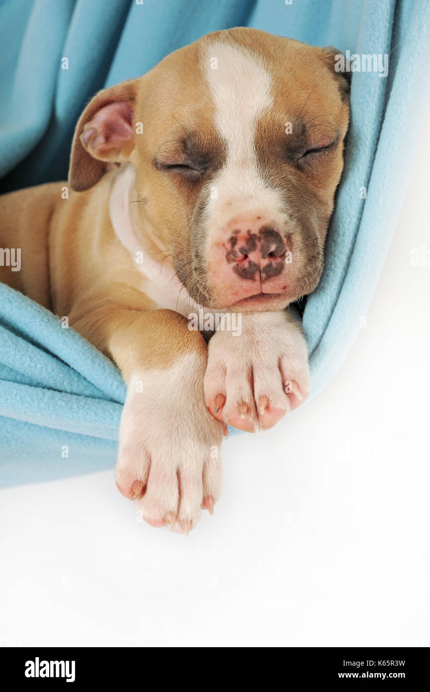 American Staffordshire Terrier Puppy 7 weeks old fawn white
