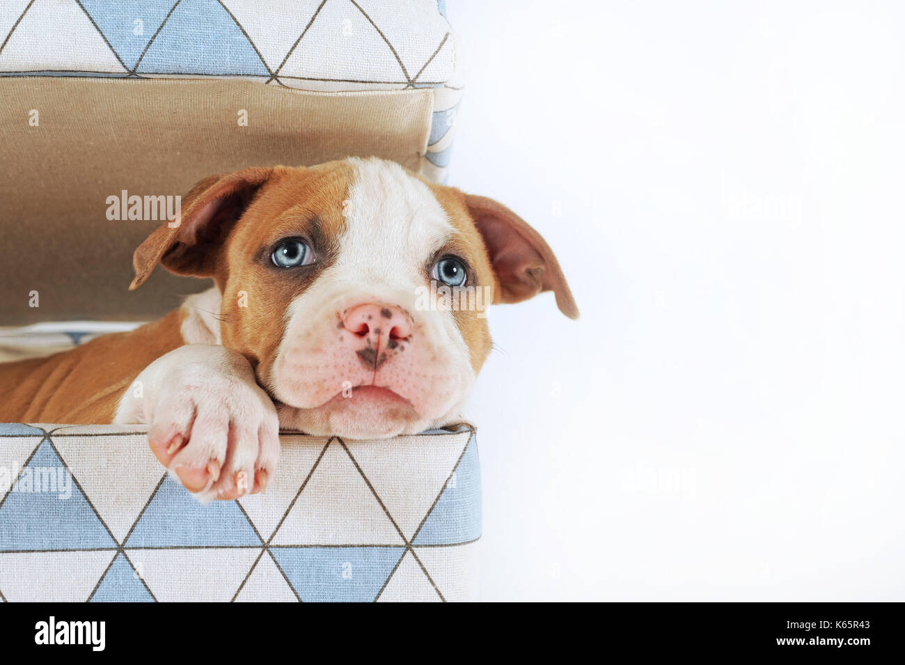 American Staffordshire Terrier, Puppy, 7 weeks old, fawn-white Stock ...