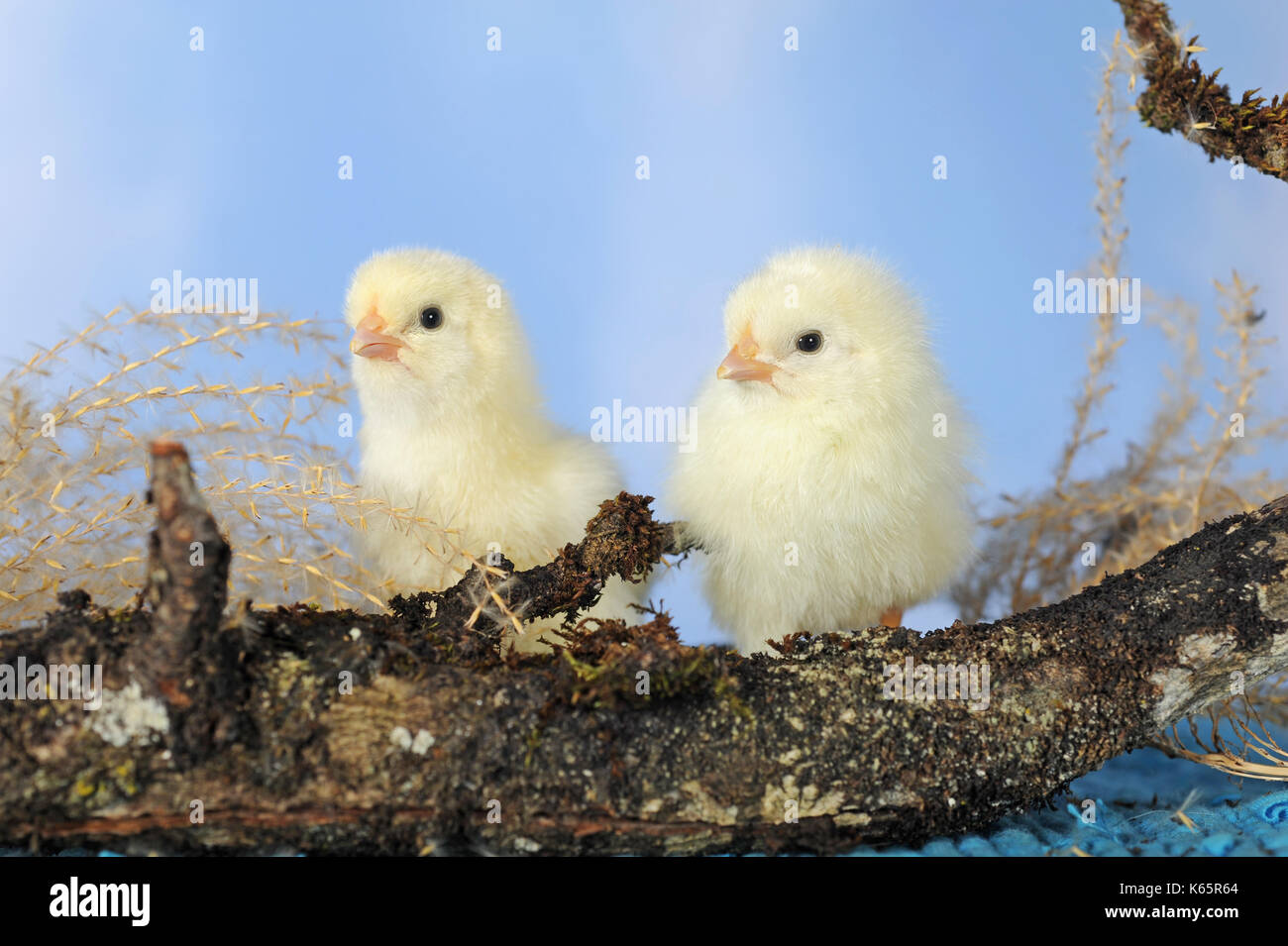 Chicken, chick, 2 days old Stock Photo