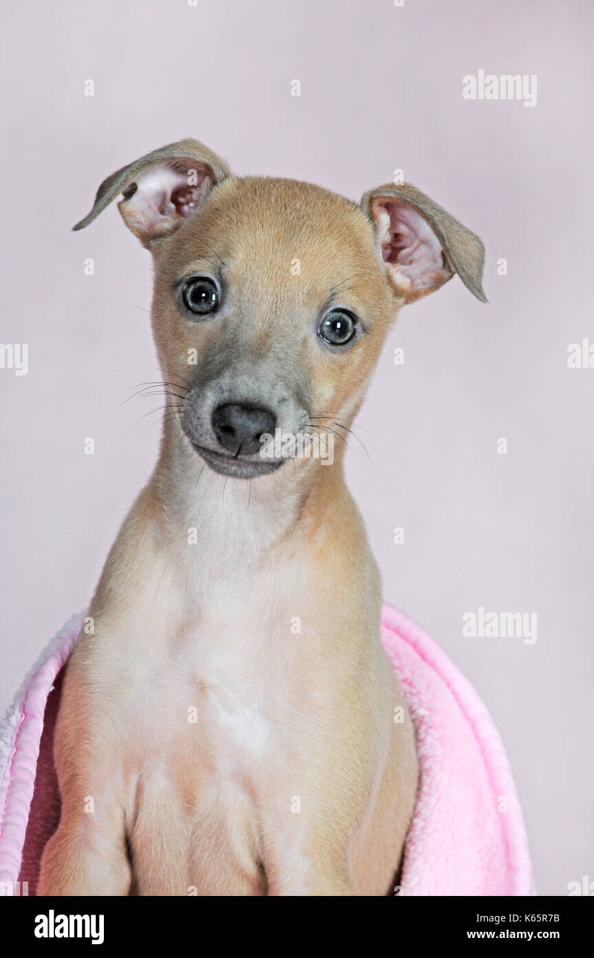 Italian wind chimes, puppy, 8 weeks old, isabella coloured Stock Photo