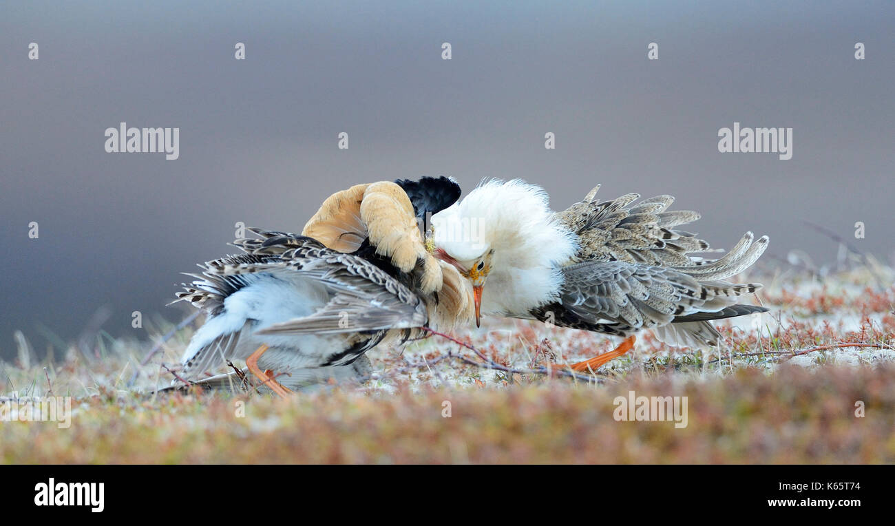 Ruff hi-res stock photography and images - Alamy