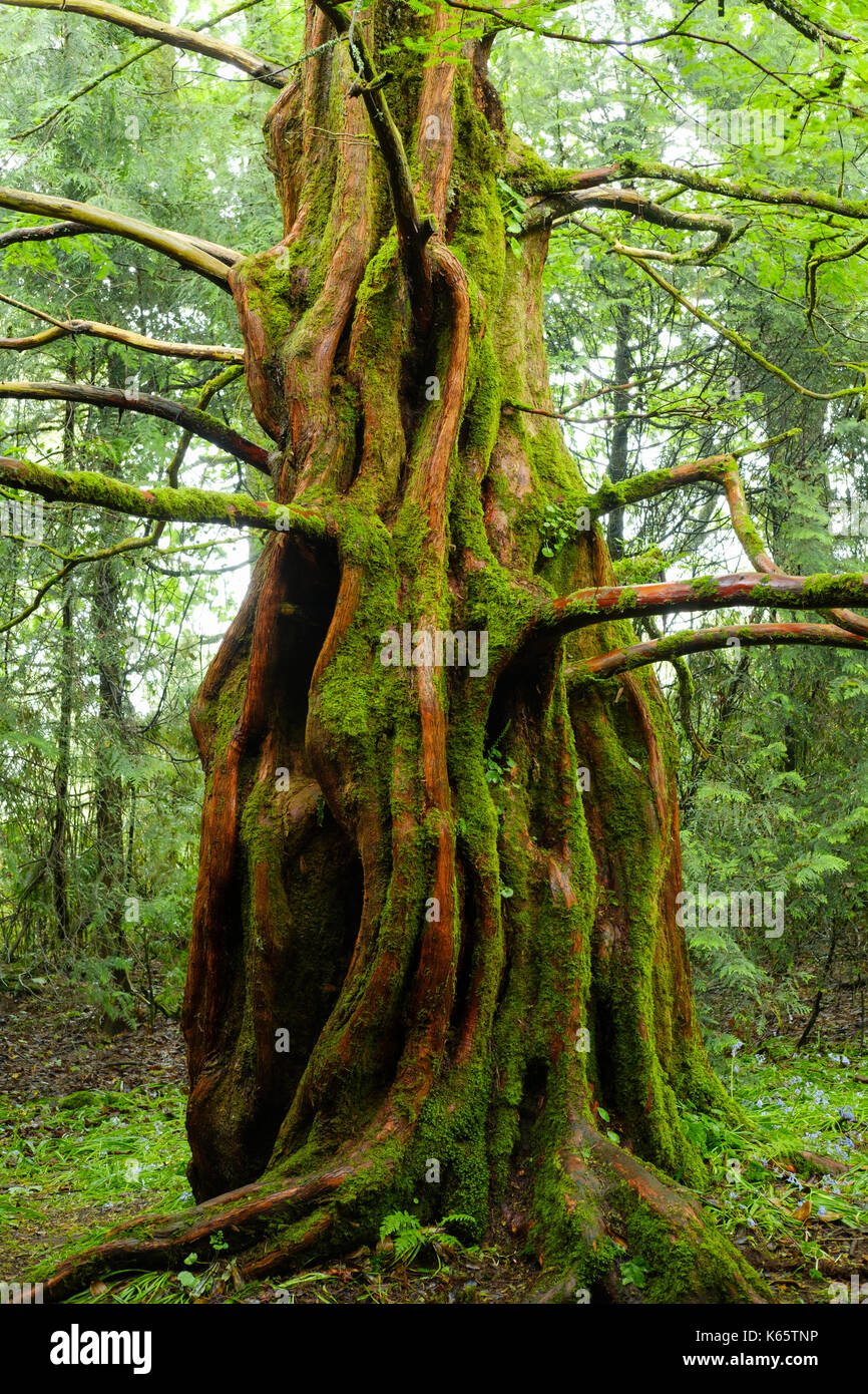 Dawn redwood (Metasequoia glyptostroboides), Trewidden Garden, at Penzance, Cornwall, England, Great Britain Stock Photo