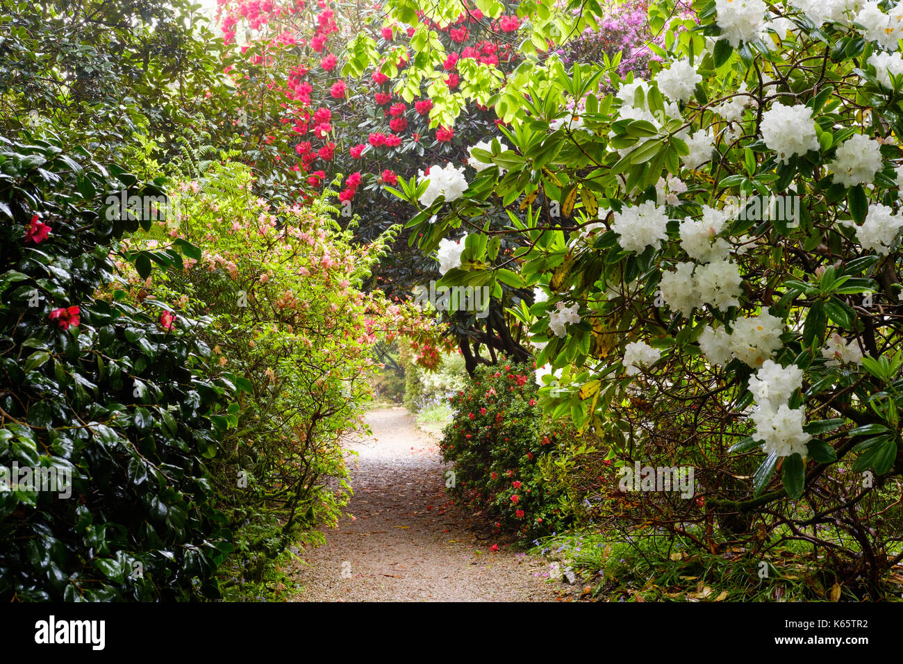Path through blooming rhododendrons, Trengwainton Garden, near Penzance, Cornwall, England, Great Britain Stock Photo