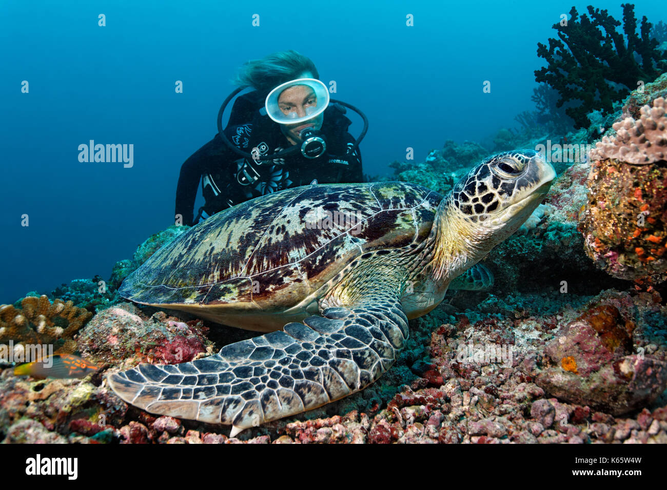 Scuba diver, Green Merress turtle (Chelonia mydas), Indian Ocean, Maldives Stock Photo