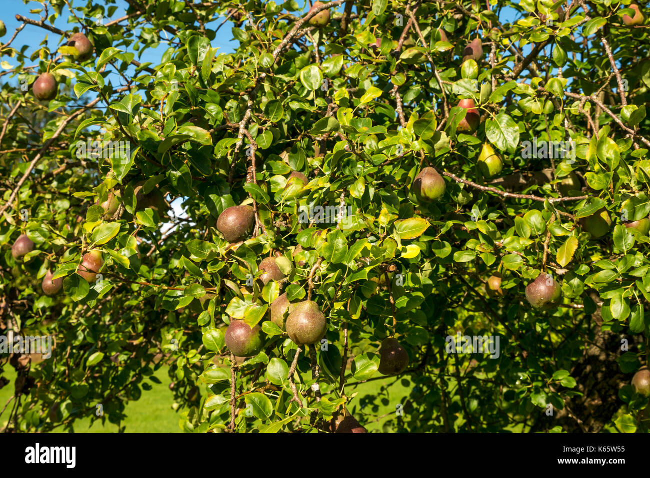 Close up of sunlit ripening seckel pears hanging on pear tree on sunny Autumn day, Midlothian, Scotland, United Kingdom Stock Photo