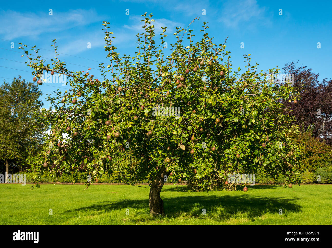 Seckel pear tree in garden lawn on sunny Autumn day with blue sky, Midlothian, Scotland, United Kingdom Stock Photo