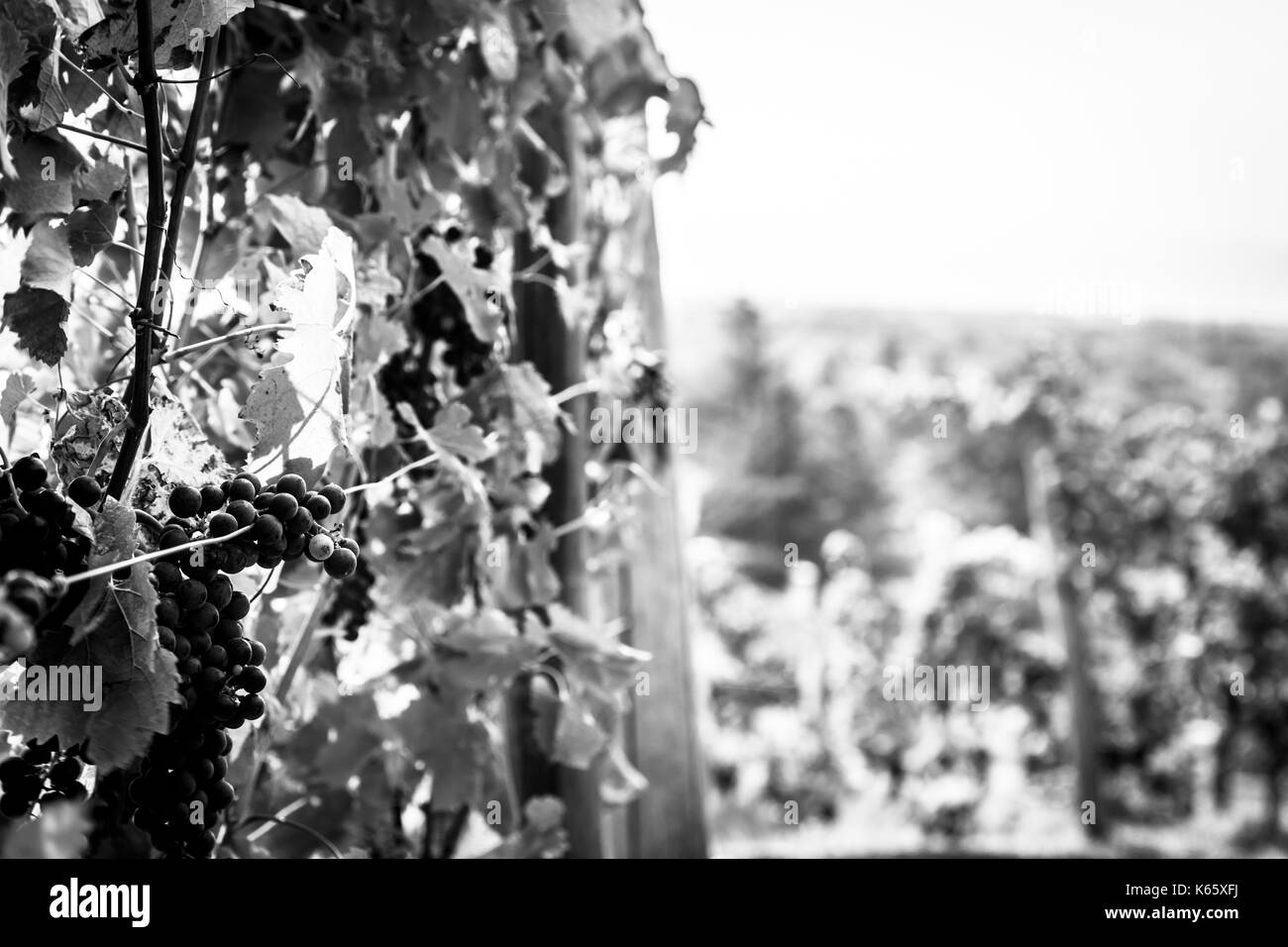 Storm is approaching the vineyards in the fields of Collio, Italy Stock Photo