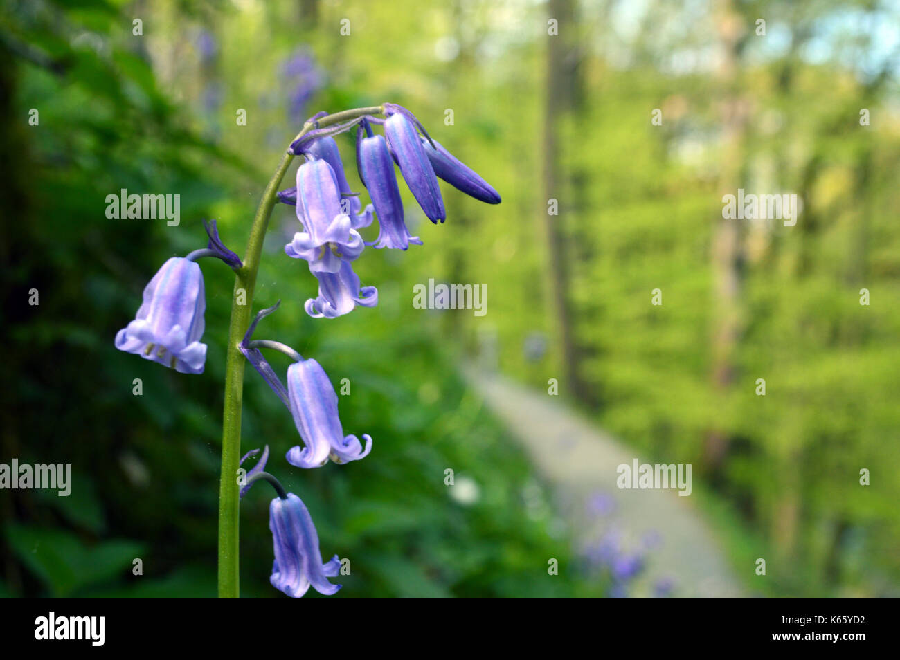 Close up of Common Bluebells (Hyacinthoides non-scripta) in Strid Wood, Bolton Abbey part of the Dales Way Long Distance Footpath, Wharfedale, Stock Photo