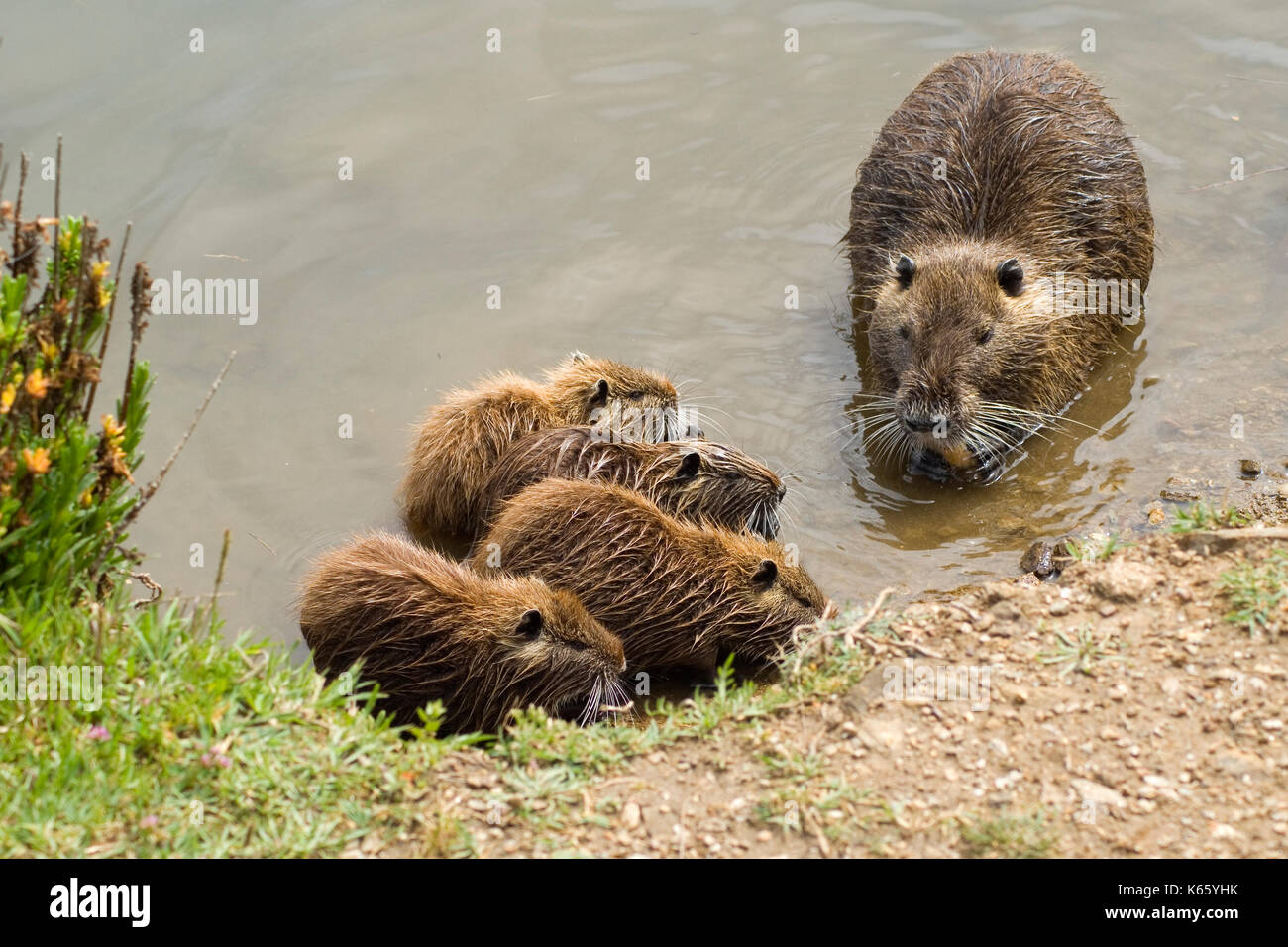 Nutria Family High Resolution Stock Photography and Images Alamy