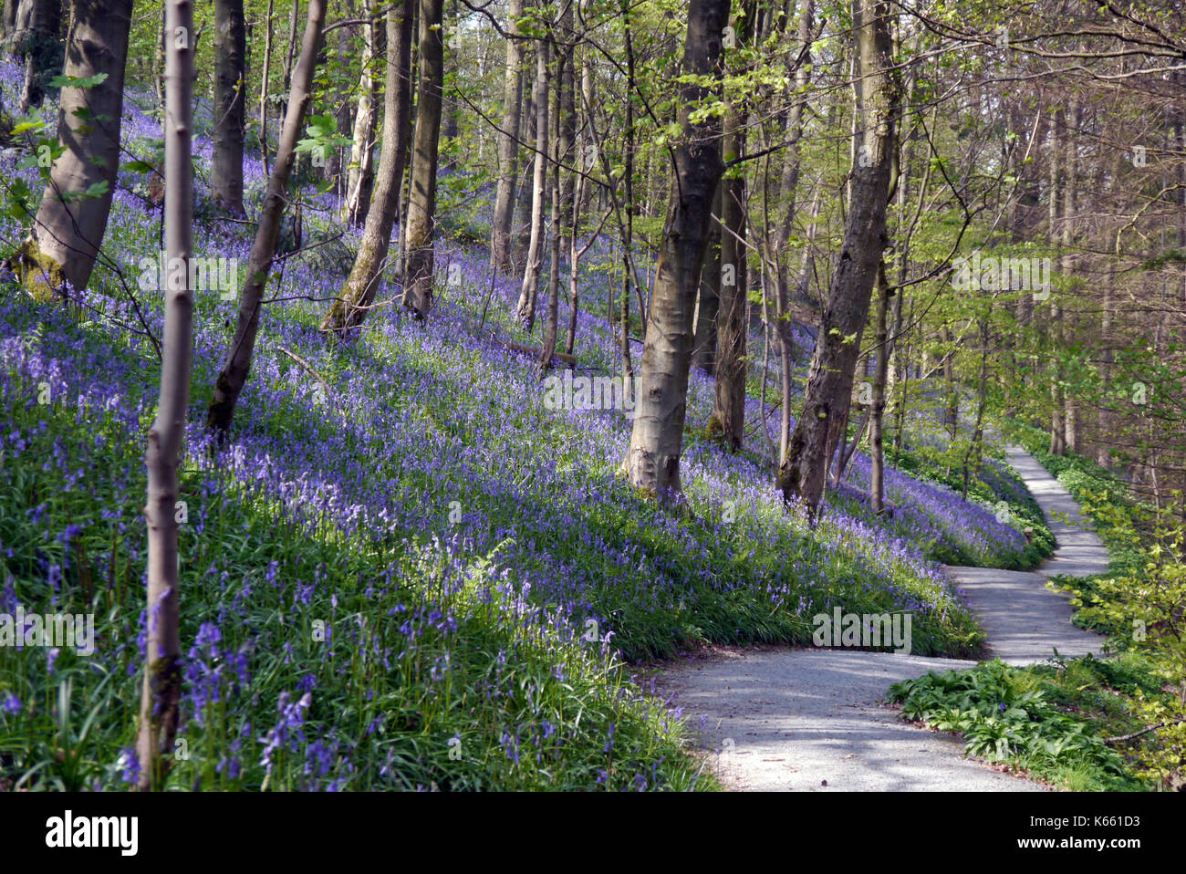 Footpath Leading Through Bluebells & Wild Garlic in Strid Wood, Bolton Abbey part of the Dales Way Long Distance Footpath, Wharfedale, Yorkshire. Stock Photo