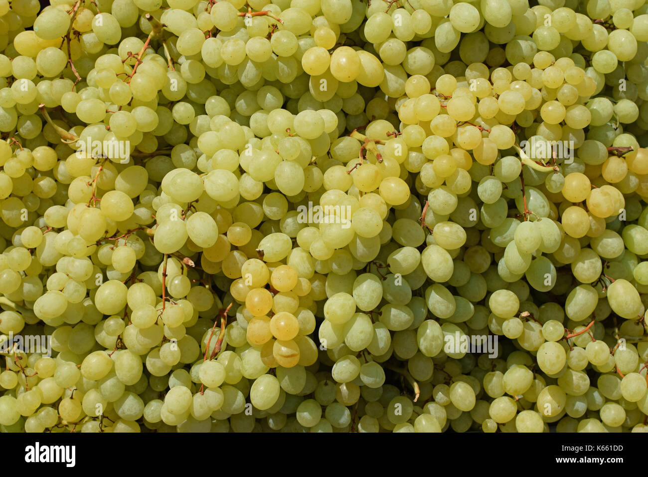 Sultana white seedless grapes background texture. Grape fruit closeup. Stock Photo