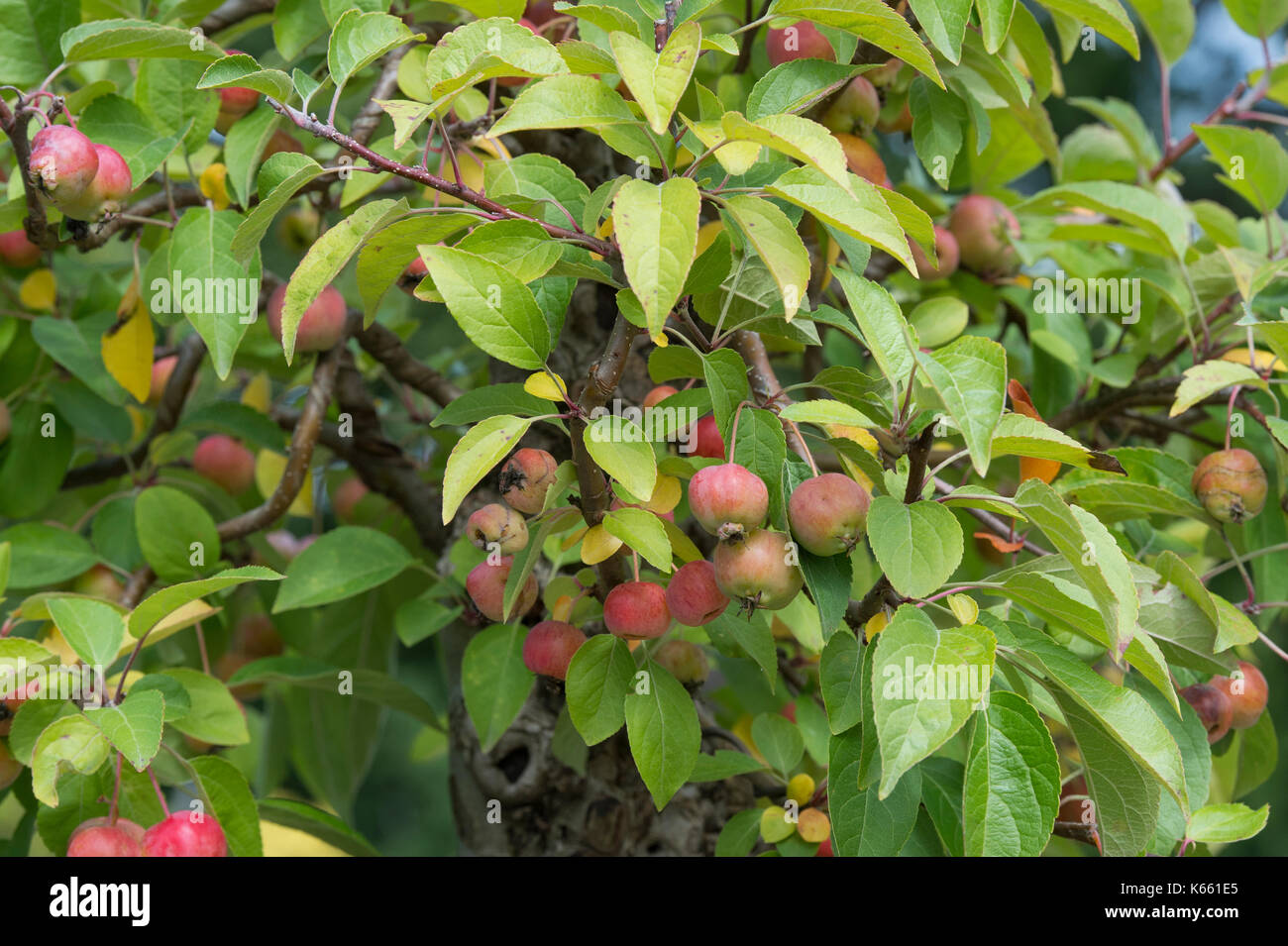 Malus. Bonsia Apple tree bearing fruit. UK Stock Photo Alamy