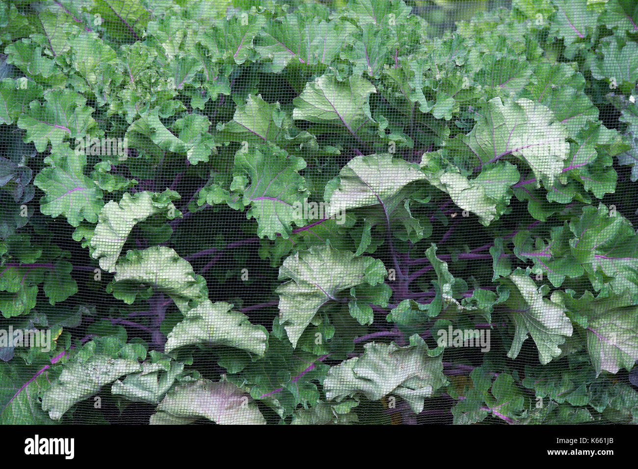 Brassica oleracea. Purple stemmed brassica plants including growing under netting in an english vegetable garden. UK Stock Photo