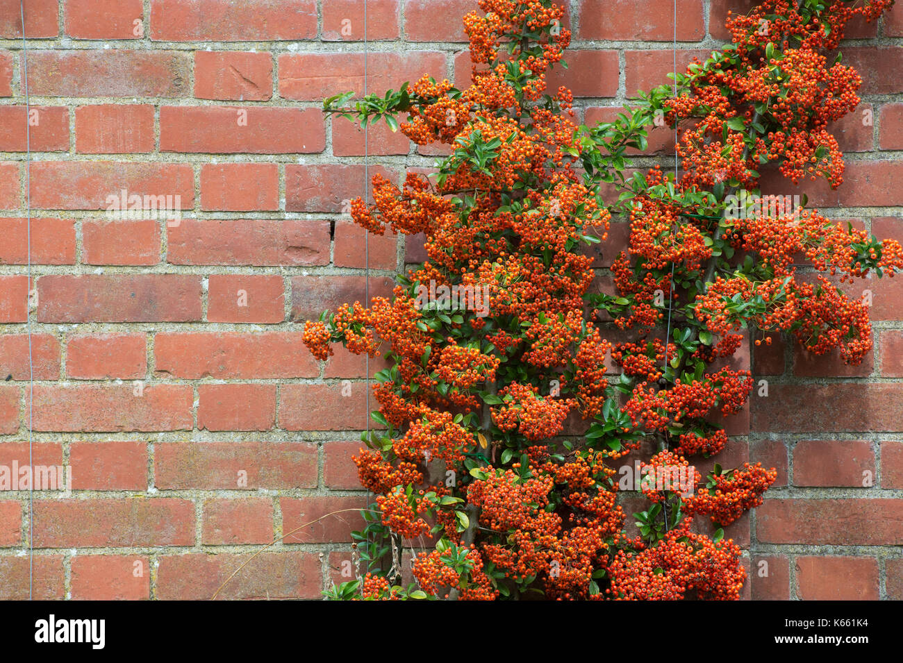 Pyracantha ‘Saphyr Rouge’. Firethorn Saphyr Rouge berries in autumn. UK Stock Photo