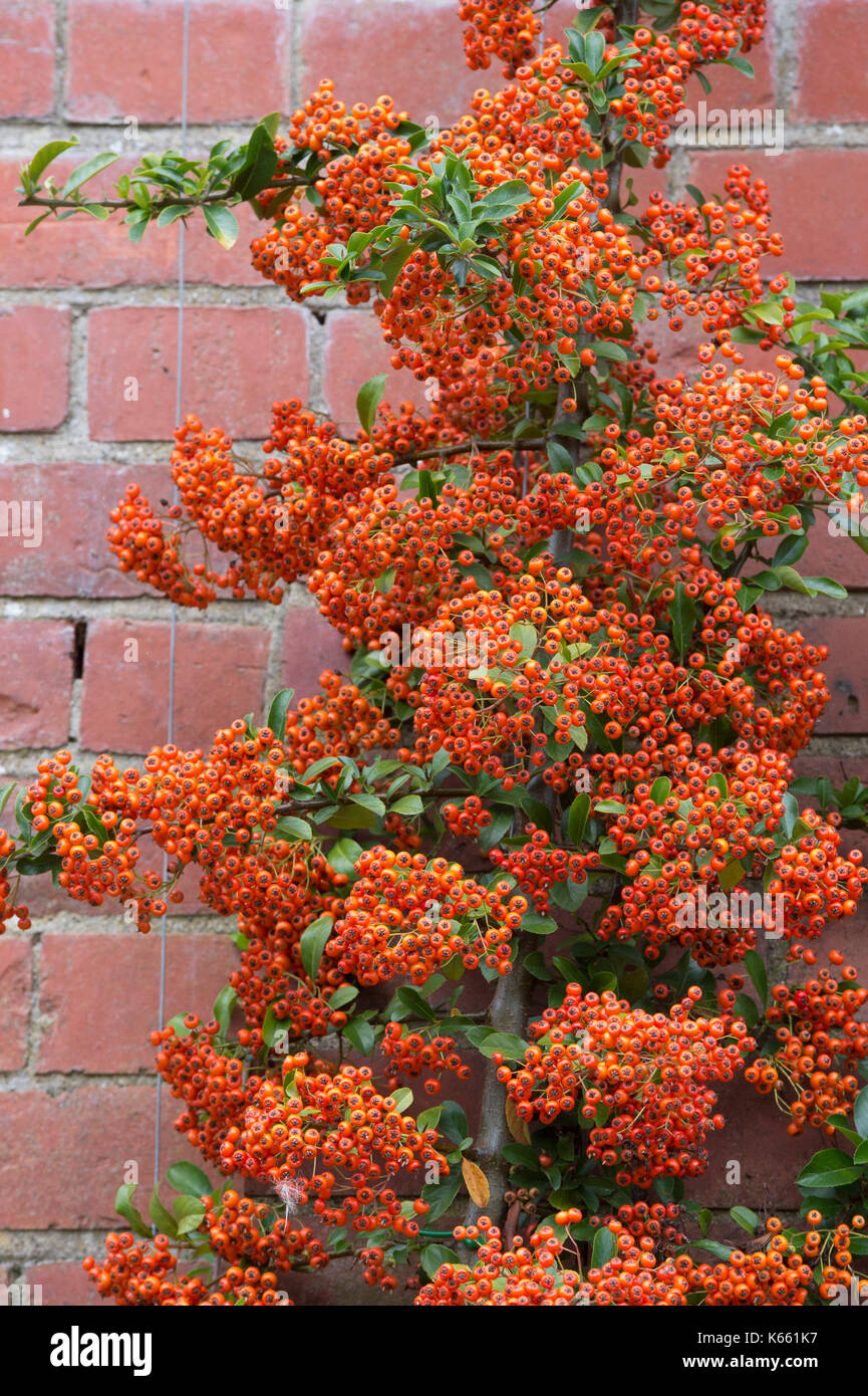 Pyracantha ‘Saphyr Rouge’. Firethorn Saphyr Rouge berries in autumn. UK Stock Photo