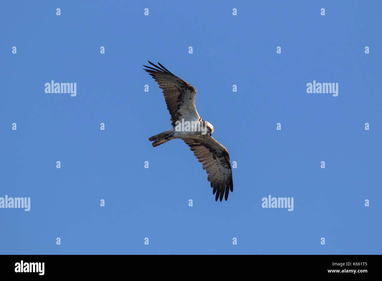 Ringed Western osprey (Pandion haliaetus) looking for fish below while soaring over lake Stock Photo