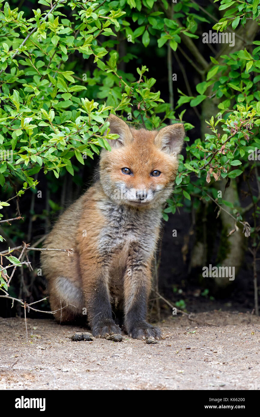 Red fox (Vulpes vulpes) single kit emerging from thicket in spring Stock Photo