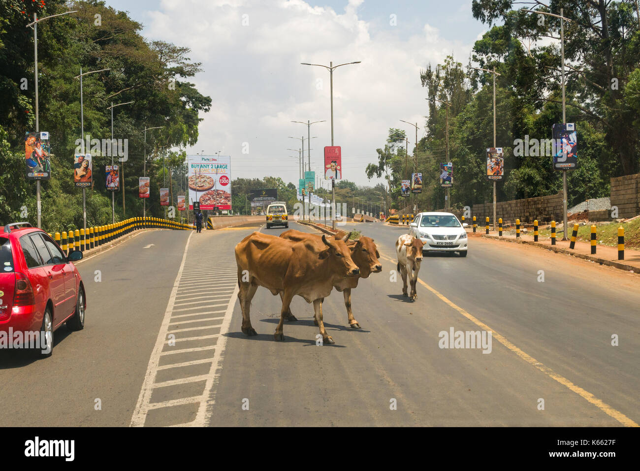 Small herd of cows crossing main road with traffic stopped waiting, Kenya Stock Photo