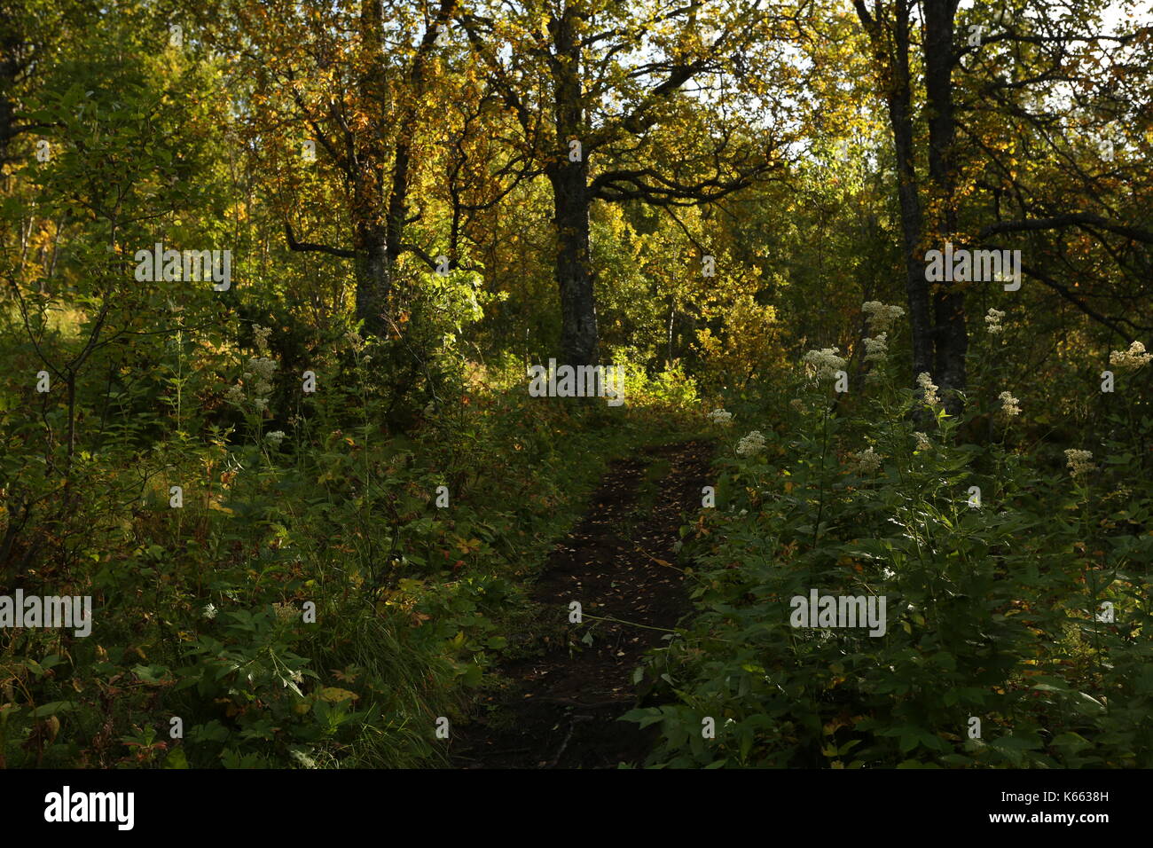 Hiking Trail in Autumn Early Forrest Stock Photo - Alamy