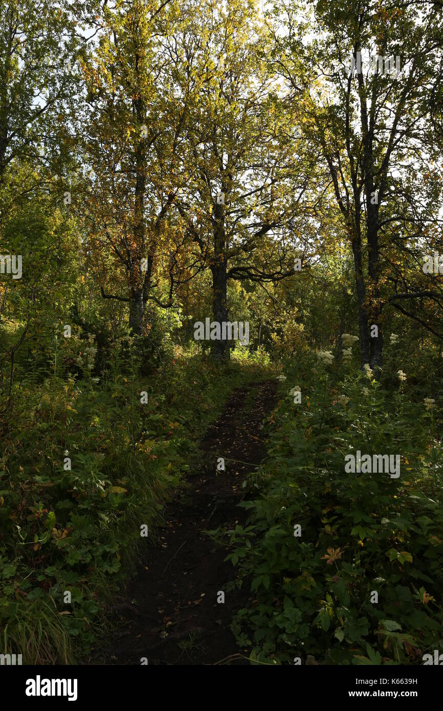 Hiking Trail in Autumn Early Forrest Stock Photo - Alamy