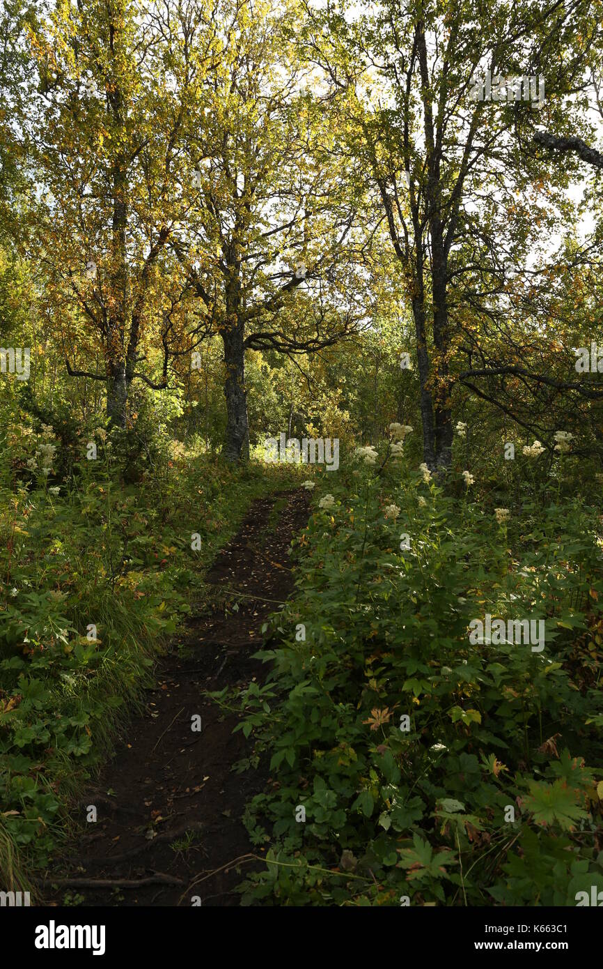 Hiking Trail in Autumn Early Forrest Stock Photo - Alamy