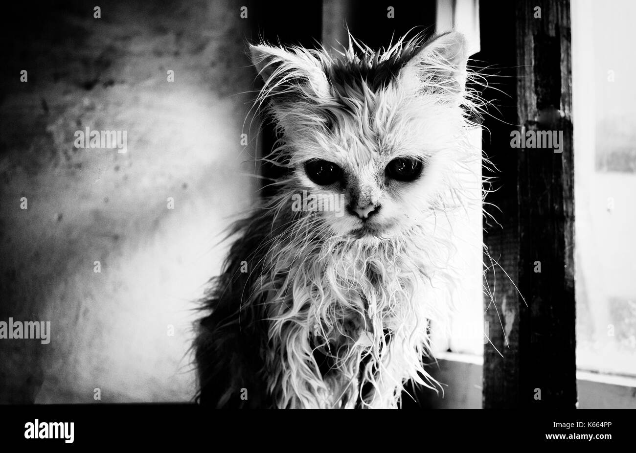 Wet cat Black and White Stock Photos & Images - Alamy