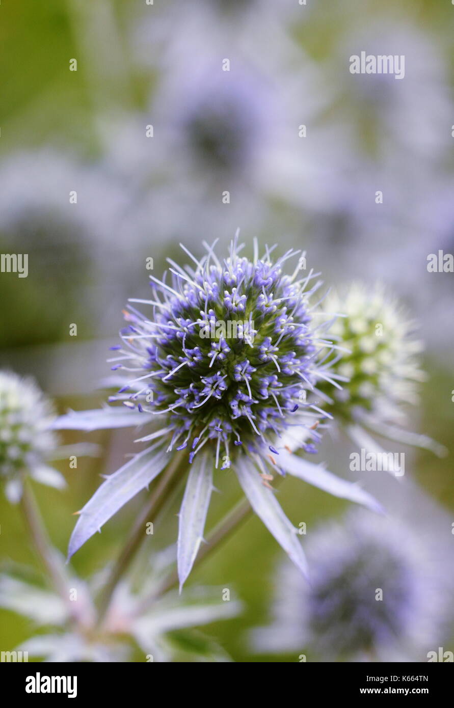 Eryngium Planum sea holly, also called Blue Eryngo, a robust perennial with blue spiny flowers, blooming an an English summer garden border, UK Stock Photo