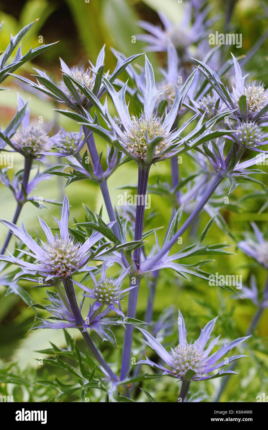 Eryngium bourgatii 'Picos Blue', a vivid blue sea holly with spiny blue flowerheads, in an English garden border in mid summer (July), UK Stock Photo