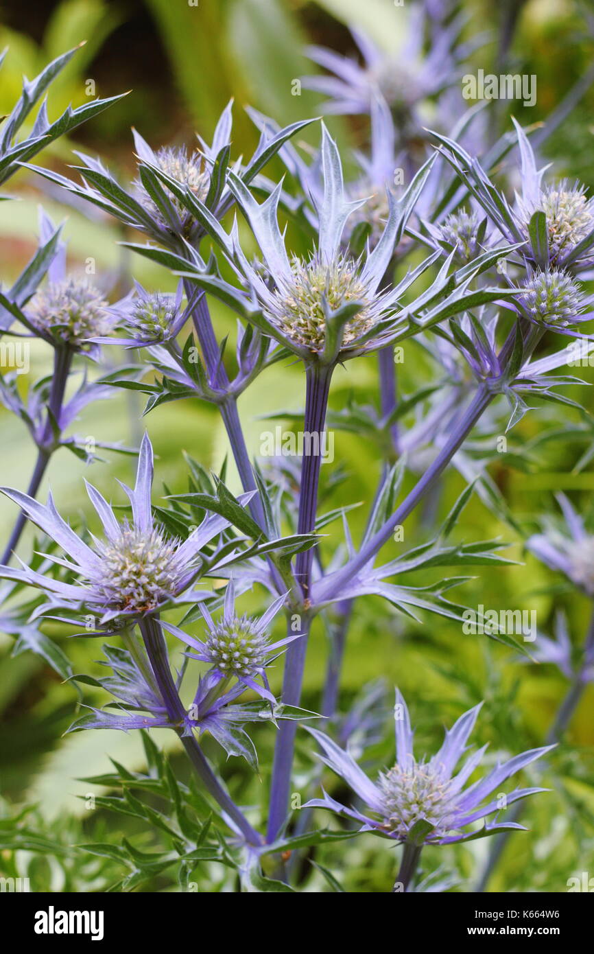 Eryngium picos blue High Resolution Stock Photography and Images Alamy
