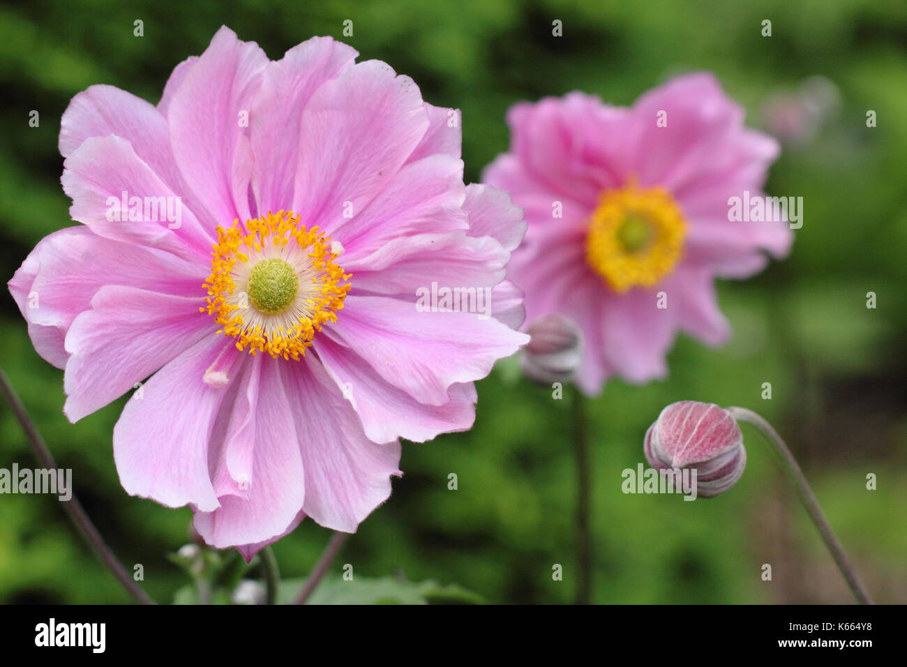 Japanese anemone 'Queen Charlotte, in full bloom in  a garden border in summer (July), UK Stock Photo
