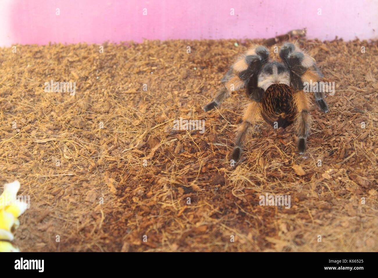 Animals Stock Photo