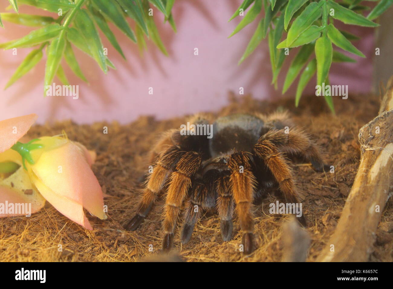 Animals Stock Photo