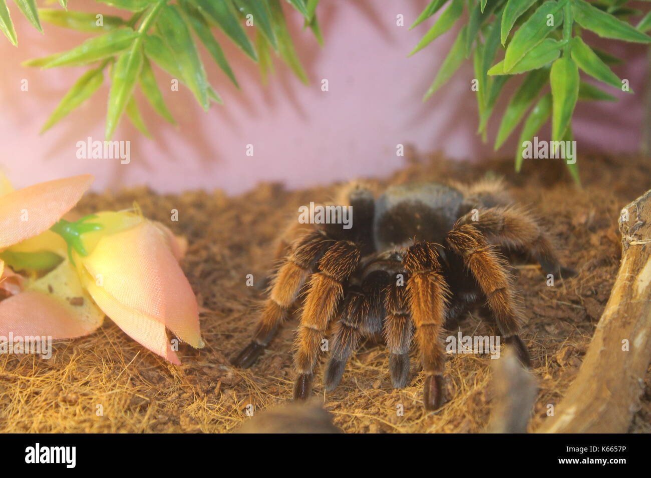 Animals Stock Photo