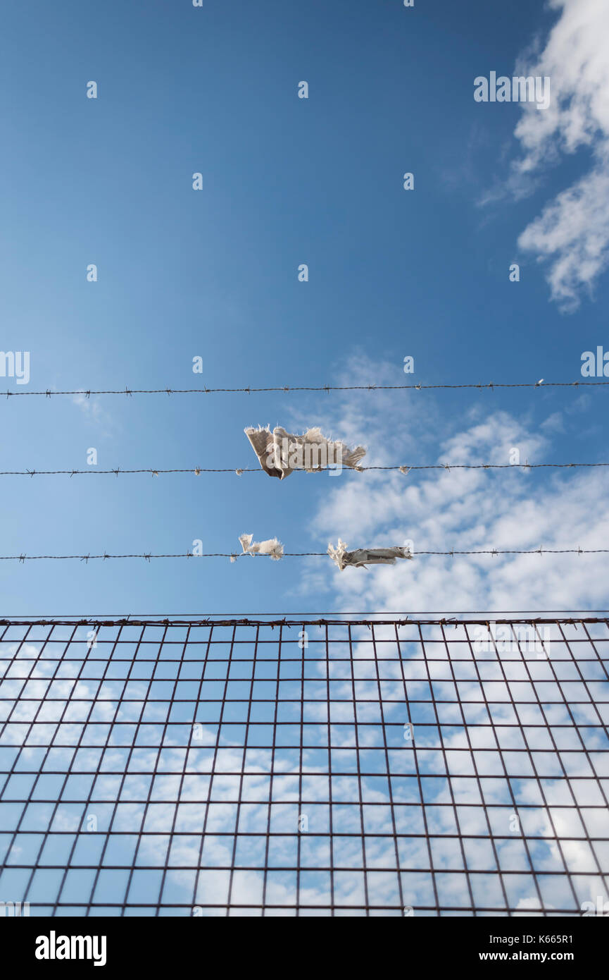 barbed wire fence with blue sky Stock Photo - Alamy