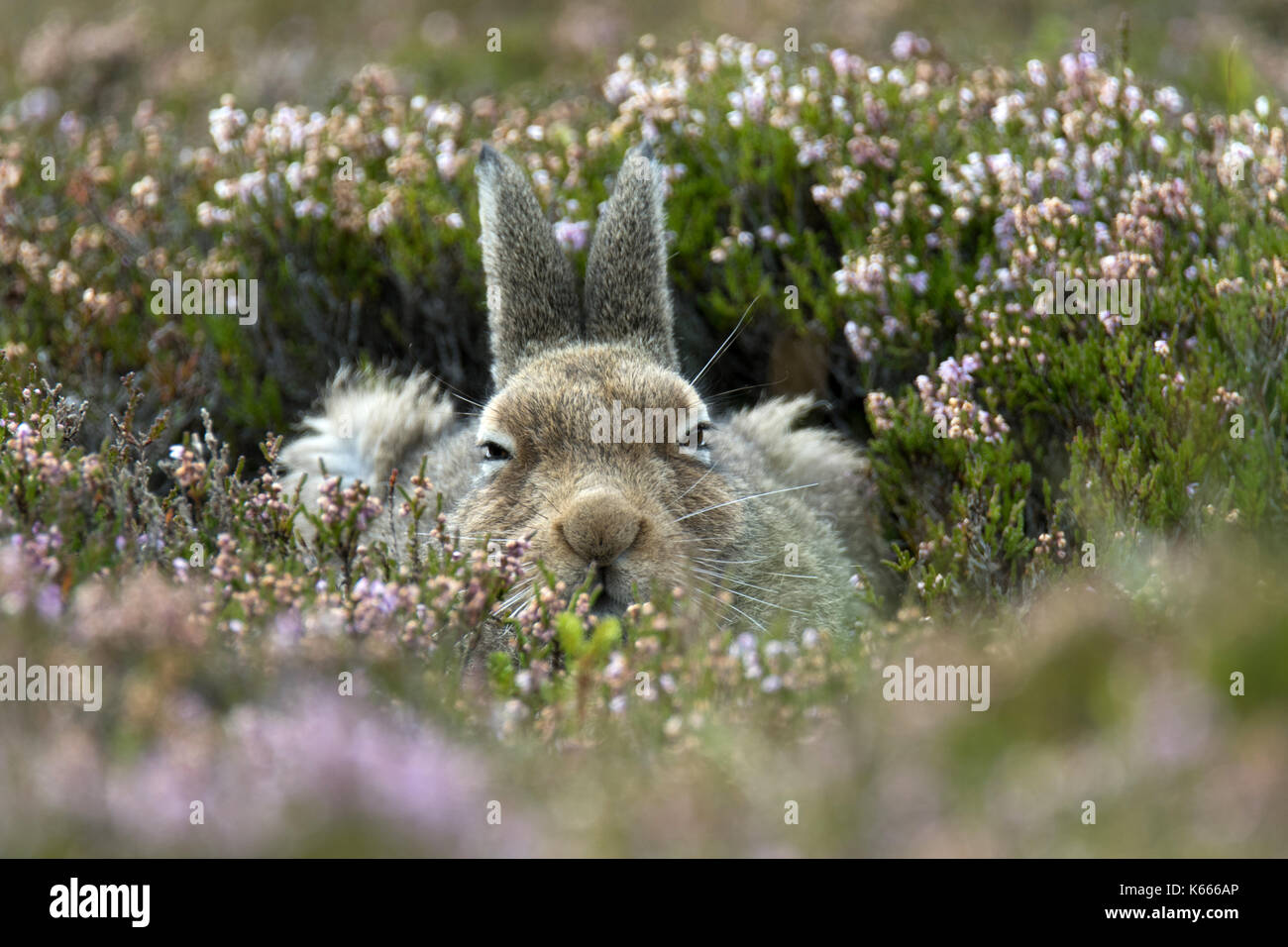 Mountain Hare (Lepus Timidus), Scottish Highlands, August 2017 Stock Photo