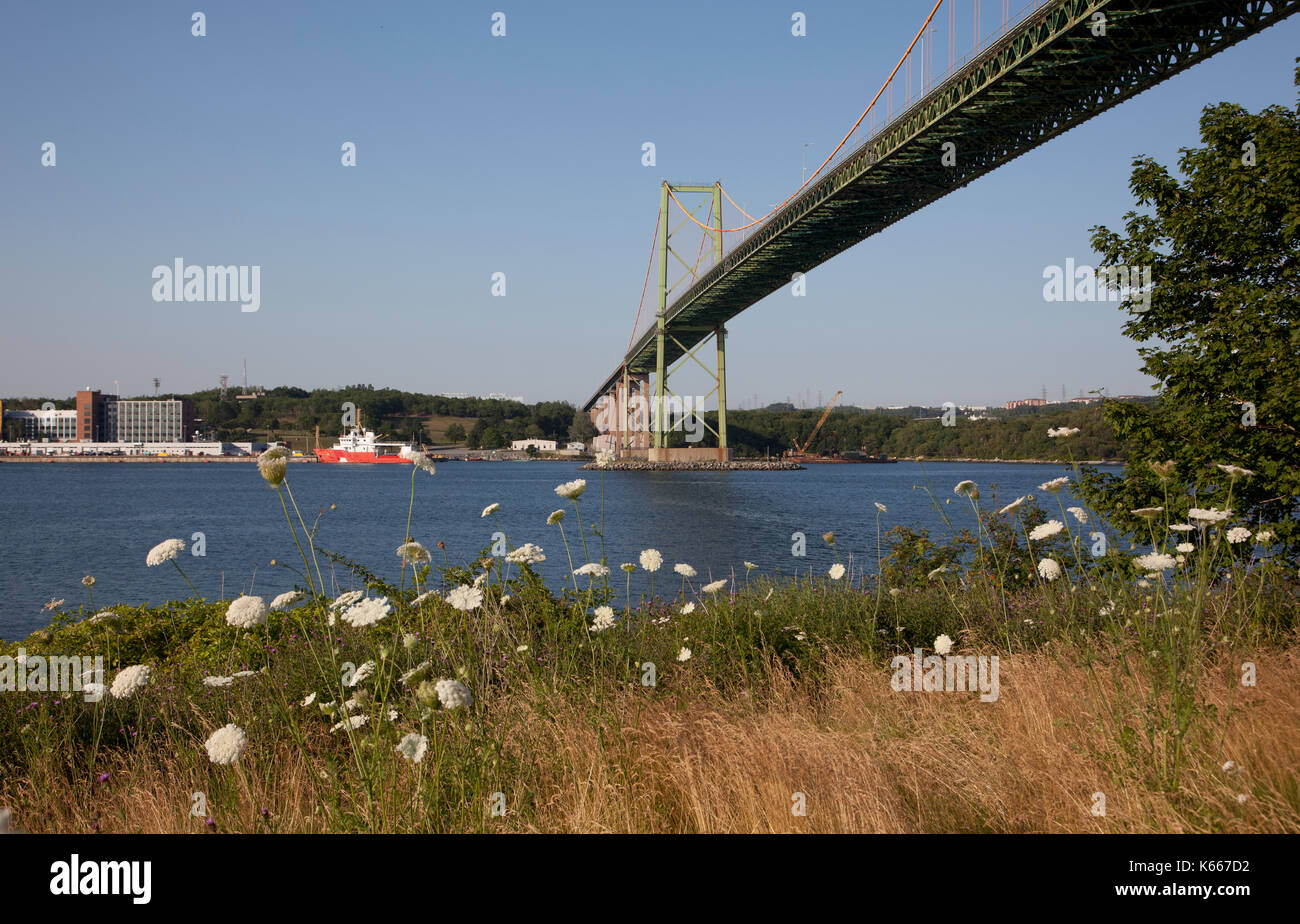 view from the grass with white flowers underneath the landmark A. Murray MacKay bridge in Halifax, Nova Scotia, with Dartmouth across the harbour Stock Photo